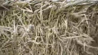 雪中干草的特写。 录像。 压缩的混乱的干草覆盖着<strong>小雪</strong>，在冬天喂养牲畜